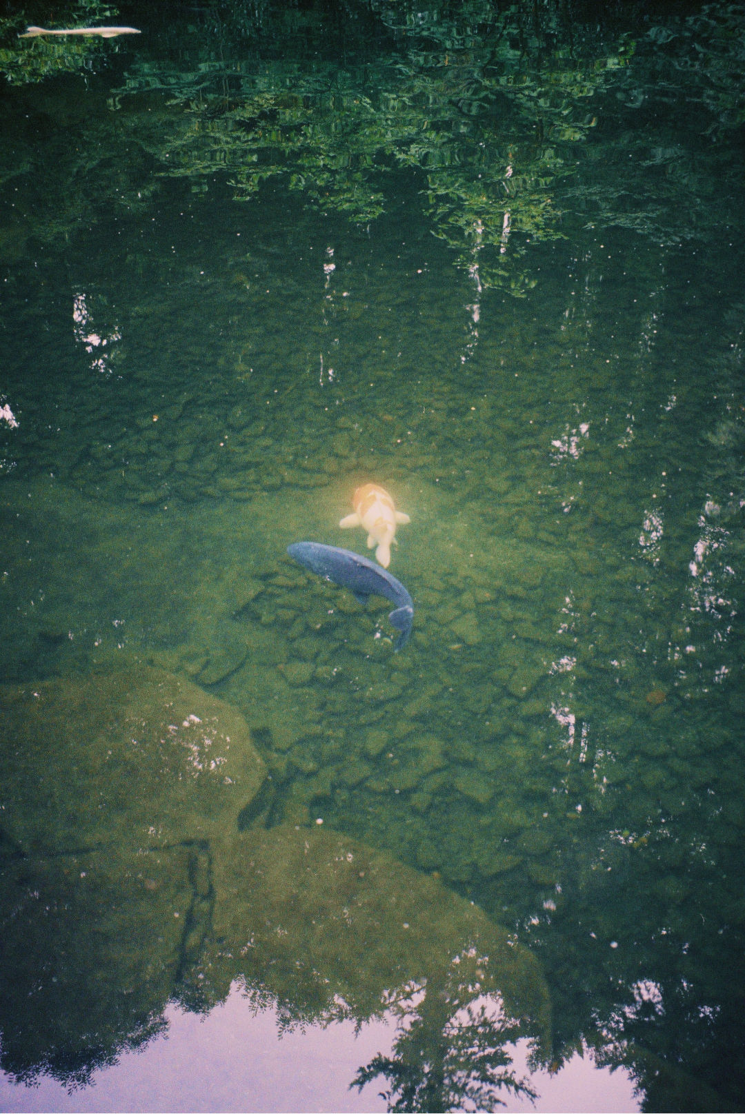 Koi pond in Seattle, WA